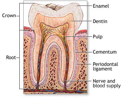 Tooth Anatomy by Chemung Family Dental in Elmira, NY.